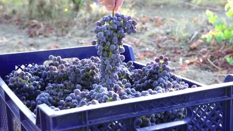 Grape harvest 1 Stock Footage 146004253