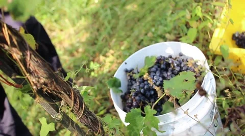 Grape Harvest 2 스톡 동영상 50620651