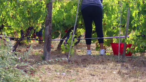 Grape Harvest 2021 - 2 - 4K - ProRes Vídeos de archivo 161712092