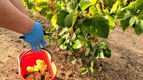 Grape Harvest 2021 - 7 - Full hd - ProRes Stock Footage 161746477