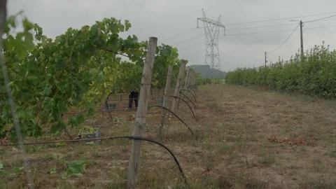 Grape Harvest Along a Trellised Vine Row Under Power Lines and Grey Sky Stock Footage 344438278
