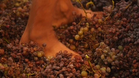 Grape Harvest With Bare Feet, Grape Beating Stock Footage 106084051