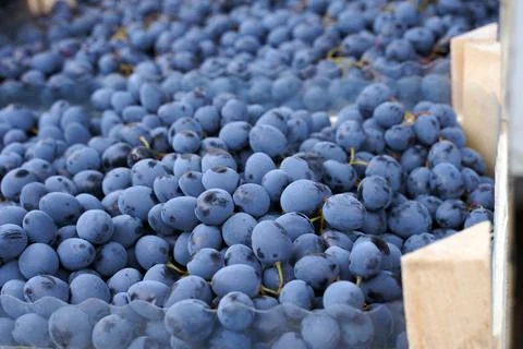 Grape harvest in a box close-up. Selective focus. Stock Photos