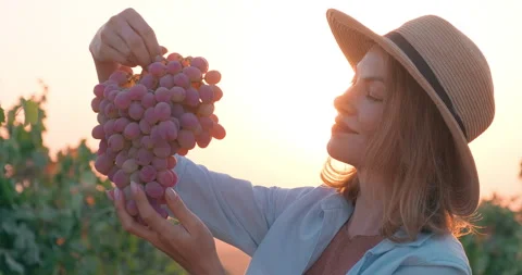 Grape harvest. Close-up shot of young woman owner of vineyard Stock Footage 249100811
