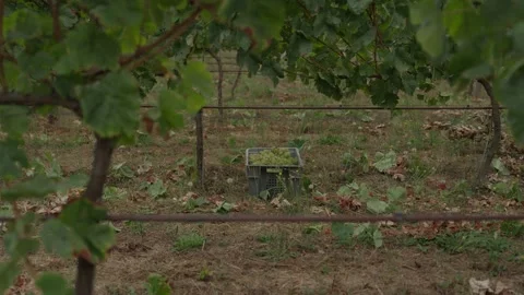 Grape Harvest Crate Standing Alone Between Vineyard Rows Framed by Vines Stock Footage 344436678