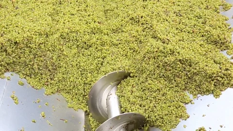 GRAPE HARVEST CRUSHING Stock Footage 94706254