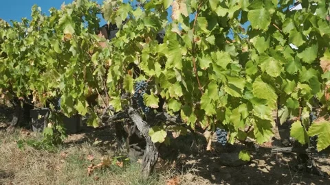 Grape harvest in Douro vineyard Stock Footage 139358435
