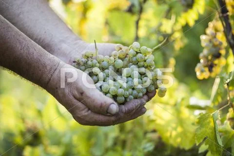 Grape harvest. Farmers hands holding grapes. Stock Photos