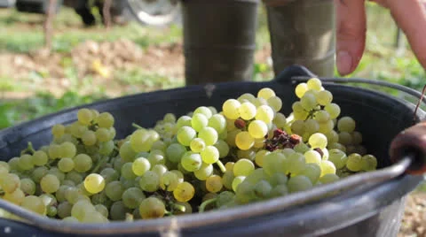 Grape Harvest Video stock 25933324