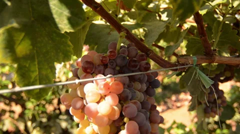 Grape harvest Stock Footage 39803087