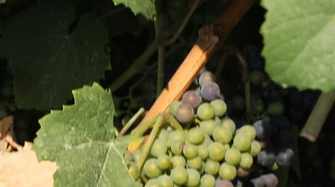 Grape harvest Stock Footage 54558934