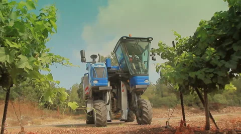 Grape harvest Stock Footage 54562444