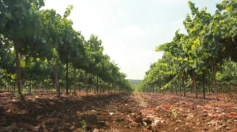 Grape harvest Stock Footage 54564988