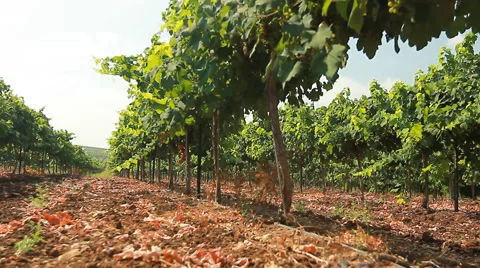 Grape harvest Video stock 54565978