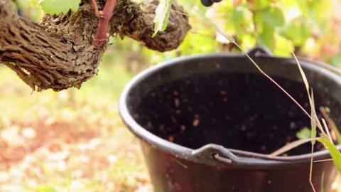 Grape harvest Stock Footage 74663166