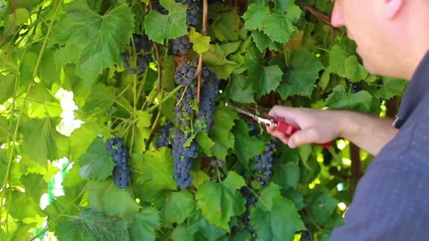 Grape harvest Stock Footage 139297084