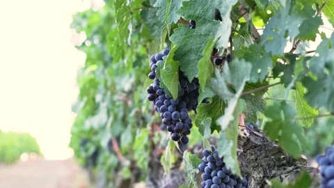 Grape harvest Stock Footage 146004043