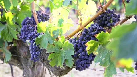 Grape harvest Stock Footage 146004082