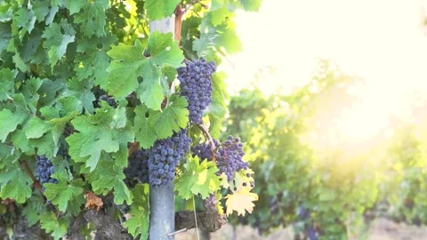 Grape harvest Stock Footage 146004158