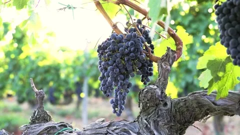 Grape harvest Stock Footage 146004172