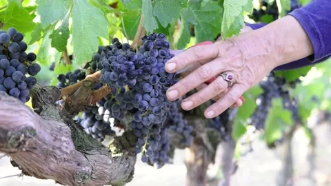 Grape harvest Stock Footage 146004190