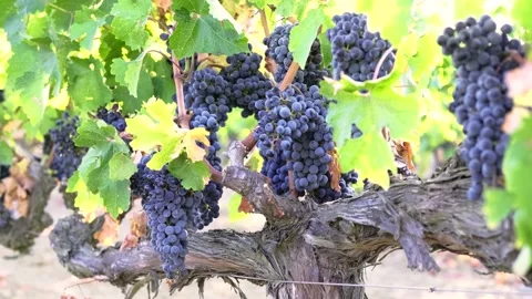 Grape harvest Stock Footage 146004250