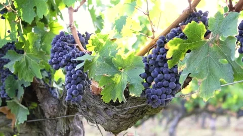 Grape harvest Stock Footage 146004270
