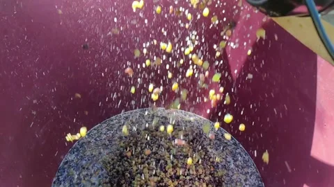 Grape harvest 스톡 동영상 219491775