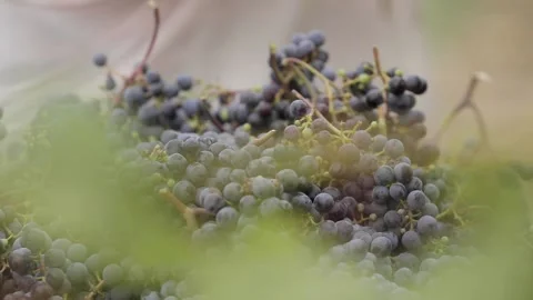 Grape harvest Stock Footage 242064345