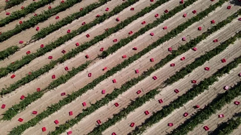 Grape Harvest Stock-Footage 332344266