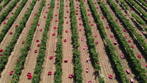 Grape Harvest Vídeo Stock 333450671