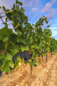 Grape harvest in Franciacorta in summer season, Brescia province in Lombardy Stock Photos