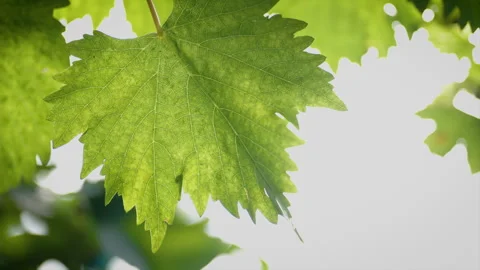 Grape for harvest. Fresh healthy fruit growing in a tropical in Thailand. Stock Footage 323191553