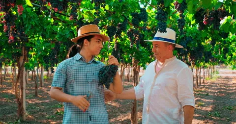 Grape harvest. Grape growers aduld father and teen son picking grapes. Family Stock Footage 246383603