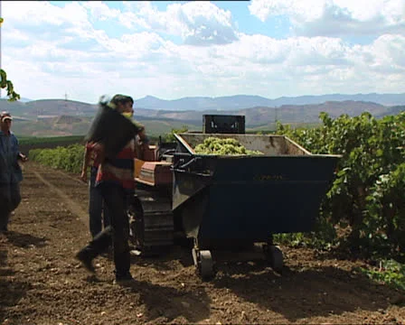 GRAPE HARVEST grape pickers and tractor Video stock 24514559