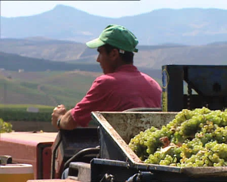 GRAPE HARVEST grape pickers put grapes on the tractor Video stock 24514574