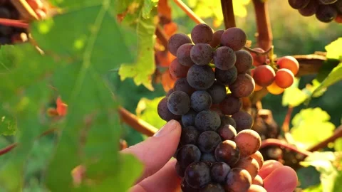 Grape harvest. grapevine in a hand in the rays of the setting sun. Stock Footage 323953476