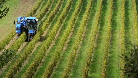 Grape Harvest Machine, Bordeaux Vineyard Stock Footage