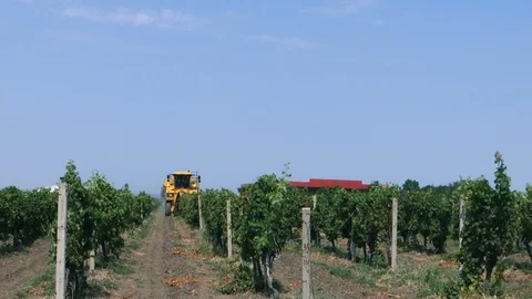 Grape Harvest Machine Stock Footage 94150561