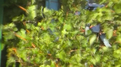 Grape harvest  - NTSC Stock Footage 8986293