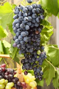 Grape harvest. Stock Photos