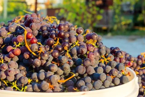 Grape harvest Stock Photos
