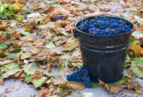 Grape harvest Stock Photos
