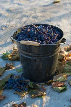 Grape harvest Stock Photos
