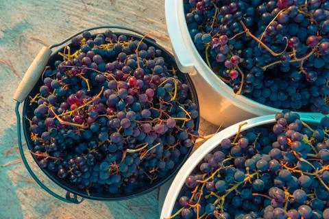 Grape harvest Stock Photos