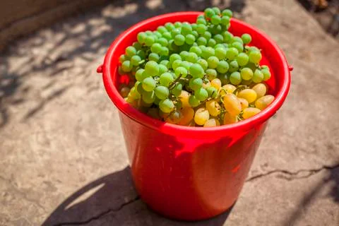 Grape harvest Stock Photos