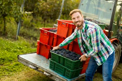 Grape harvest Stock Photos