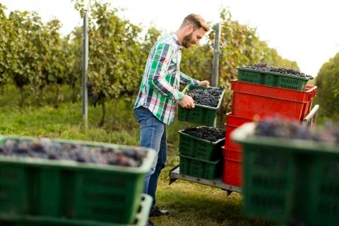 Grape harvest Fotos Stock