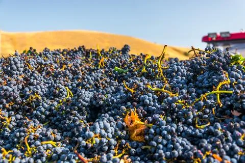 Grape harvest Foto stock