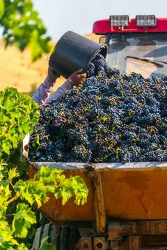 Grape harvest Stock Photos